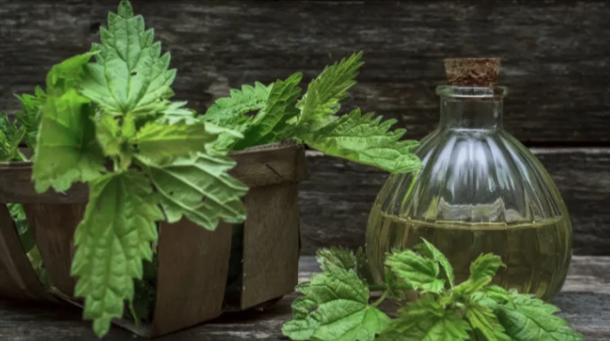 Fresh herbal plants in a wooden tray beside a glass bottle of natural extract on a rustic surface, representing traditional naturopathy and plant-based wellness at Permen Naturopathic in Ventura CA